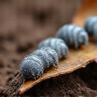 Close up of isopods in soil